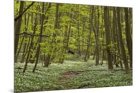 Europe, Germany, Mecklenburg-Western Pomerania, Baltic Sea Island RŸgen, Forest Path-Chris Seba-Mounted Premium Photographic Print