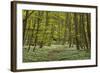 Europe, Germany, Mecklenburg-Western Pomerania, Baltic Sea Island RŸgen, Forest Path-Chris Seba-Framed Photographic Print