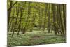 Europe, Germany, Mecklenburg-Western Pomerania, Baltic Sea Island RŸgen, Forest Path-Chris Seba-Mounted Photographic Print