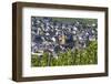 Europe, Germany, Rhineland-Palatinate, Roman Wine Road-Udo Bernhart-Framed Photographic Print