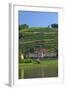 Europe, Germany, Saxony, Elbtal, Wine Slopes on the Elbe-Chris Seba-Framed Photographic Print