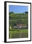 Europe, Germany, Saxony, Elbtal, Wine Slopes on the Elbe-Chris Seba-Framed Photographic Print