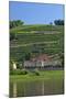 Europe, Germany, Saxony, Elbtal, Wine Slopes on the Elbe-Chris Seba-Mounted Photographic Print