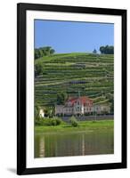 Europe, Germany, Saxony, Elbtal, Wine Slopes on the Elbe-Chris Seba-Framed Photographic Print