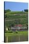 Europe, Germany, Saxony, Elbtal, Wine Slopes on the Elbe-Chris Seba-Stretched Canvas