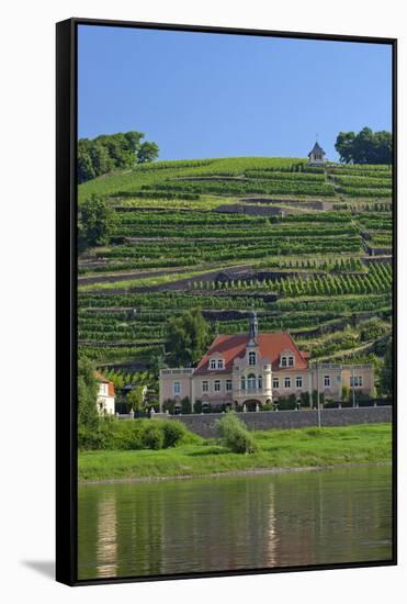 Europe, Germany, Saxony, Elbtal, Wine Slopes on the Elbe-Chris Seba-Framed Stretched Canvas