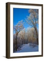 Europe, Germany, Weser Hills, Porta Westfalica, Winter Landscape, Forest Path-Chris Seba-Framed Photographic Print