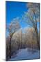 Europe, Germany, Weser Hills, Porta Westfalica, Winter Landscape, Forest Path-Chris Seba-Mounted Photographic Print