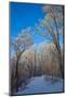 Europe, Germany, Weser Hills, Porta Westfalica, Winter Landscape, Forest Path-Chris Seba-Mounted Photographic Print