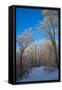 Europe, Germany, Weser Hills, Porta Westfalica, Winter Landscape, Forest Path-Chris Seba-Framed Stretched Canvas