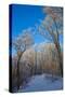 Europe, Germany, Weser Hills, Porta Westfalica, Winter Landscape, Forest Path-Chris Seba-Stretched Canvas