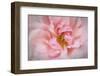 Europe, Ireland. Detail of Pink Rose-Jaynes Gallery-Framed Photographic Print