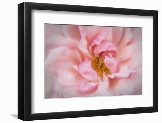 Europe, Ireland. Detail of Pink Rose-Jaynes Gallery-Framed Photographic Print