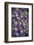 Europe, Ireland, Kinsale. Hydrangea Flowers-Jaynes Gallery-Framed Photographic Print