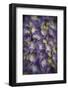 Europe, Ireland, Kinsale. Hydrangea Flowers-Jaynes Gallery-Framed Photographic Print