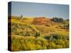 Europe, Italy, Chianti. Vineyard in autumn in the Chianti region of Tuscany.-Julie Eggers-Stretched Canvas