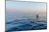 Europe, Italy, Cinque Terre. Boat in front of Vernazza.-Catherina Unger-Mounted Photographic Print