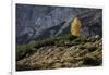 Europe, Italy, South Tyrol, the Dolomites, Autumnal Colored Larch-Gerhard Wild-Framed Photographic Print