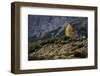 Europe, Italy, South Tyrol, the Dolomites, Autumnal Colored Larch-Gerhard Wild-Framed Photographic Print