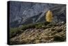 Europe, Italy, South Tyrol, the Dolomites, Autumnal Colored Larch-Gerhard Wild-Stretched Canvas