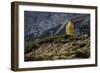 Europe, Italy, South Tyrol, the Dolomites, Autumnal Colored Larch-Gerhard Wild-Framed Photographic Print