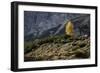 Europe, Italy, South Tyrol, the Dolomites, Autumnal Colored Larch-Gerhard Wild-Framed Photographic Print