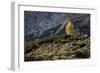 Europe, Italy, South Tyrol, the Dolomites, Autumnal Colored Larch-Gerhard Wild-Framed Photographic Print