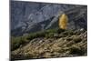 Europe, Italy, South Tyrol, the Dolomites, Autumnal Colored Larch-Gerhard Wild-Mounted Photographic Print