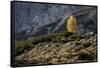 Europe, Italy, South Tyrol, the Dolomites, Autumnal Colored Larch-Gerhard Wild-Framed Stretched Canvas