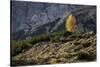 Europe, Italy, South Tyrol, the Dolomites, Autumnal Colored Larch-Gerhard Wild-Stretched Canvas