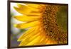Europe, Italy. Sunflower in a garden-Catherina Unger-Framed Photographic Print