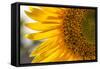 Europe, Italy. Sunflower in a garden-Catherina Unger-Framed Stretched Canvas