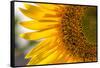 Europe, Italy. Sunflower in a garden-Catherina Unger-Framed Stretched Canvas