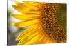 Europe, Italy. Sunflower in a garden-Catherina Unger-Stretched Canvas
