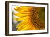 Europe, Italy. Sunflower in a garden-Catherina Unger-Framed Photographic Print