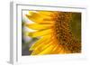 Europe, Italy. Sunflower in a garden-Catherina Unger-Framed Photographic Print