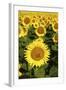 Europe, Italy, Tuscan Sunflowers-John Ford-Framed Photographic Print