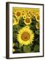 Europe, Italy, Tuscan Sunflowers-John Ford-Framed Photographic Print