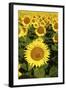 Europe, Italy, Tuscan Sunflowers-John Ford-Framed Photographic Print