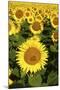 Europe, Italy, Tuscan Sunflowers-John Ford-Mounted Photographic Print