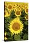 Europe, Italy, Tuscan Sunflowers-John Ford-Stretched Canvas