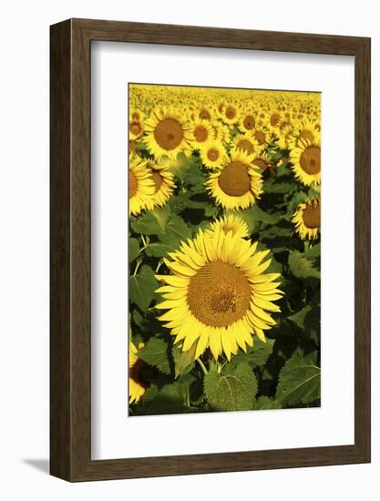 Europe, Italy, Tuscan Sunflowers-John Ford-Framed Photographic Print