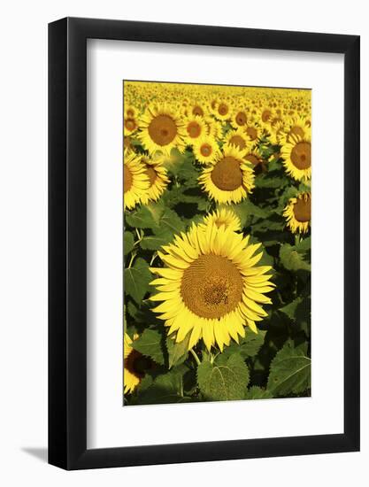 Europe, Italy, Tuscan Sunflowers-John Ford-Framed Photographic Print