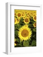 Europe, Italy, Tuscan Sunflowers-John Ford-Framed Photographic Print