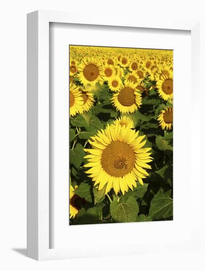 Europe, Italy, Tuscan Sunflowers-John Ford-Framed Photographic Print