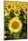 Europe, Italy, Tuscan Sunflowers-John Ford-Mounted Photographic Print