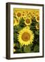 Europe, Italy, Tuscan Sunflowers-John Ford-Framed Photographic Print