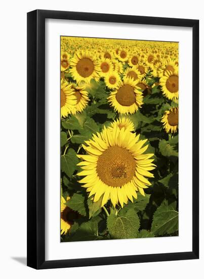 Europe, Italy, Tuscan Sunflowers-John Ford-Framed Photographic Print