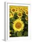 Europe, Italy, Tuscan Sunflowers-John Ford-Framed Photographic Print