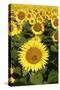Europe, Italy, Tuscan Sunflowers-John Ford-Stretched Canvas